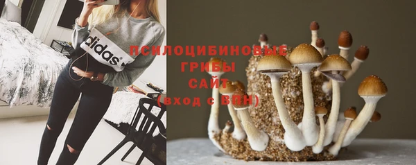 прущие грибы Балабаново