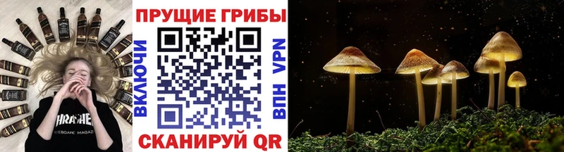 Галлюциногенные грибы Psilocybine cubensis  Кукмор 